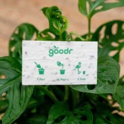 Goodr Plant Buy Me Love Sunglasses -Sports Store 4 LaunchName Packaging bf5e7c83 e295 41c8 9cd2 206d3d9c90d4